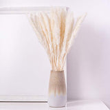 KØZY LIVING Herbe de la pampa séchée réellement – Parfait comme fleur décorative, fleurs séchées – Petites, env. 55 cm de long – Blanc