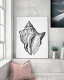 Panorama Poster Coquillage Noir et Blanc 35x50cm - Imprimée sur Poster de Haute qualité de 250gr - Tableau - Décoration Murale - Affiche - Tableau Moderne pour la Maison
