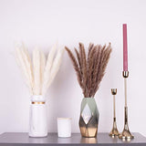 KØZY LIVING Herbe de la pampa séchée réellement – Parfait comme fleur décorative, fleurs séchées – Petites, env. 55 cm de long – Blanc