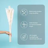 KØZY LIVING Herbe de la pampa séchée réellement – Parfait comme fleur décorative, fleurs séchées – Petites, env. 55 cm de long – Blanc