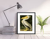 American White Pelican by John Audubon Bird Poster Bird Print Bird Decor Wildlife Kitchen Print Wildlife Illustration Pelican Print (40cm x 50cm)