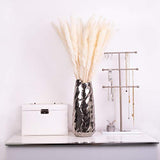 KØZY LIVING Herbe de la pampa séchée réellement – Parfait comme fleur décorative, fleurs séchées – Petites, env. 55 cm de long – Blanc
