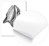 Panorama Poster Coquillage Noir et Blanc 35x50cm - Imprimée sur Poster de Haute qualité de 250gr - Tableau - Décoration Murale - Affiche - Tableau Moderne pour la Maison