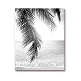 QIAOB Art Mural, Impression d'affiches sur Toile d'art de Feuille de Palmier Tropical, Photographie d'arbre de Palmier Tropical Peinture Photo Noir et Blanc décor à la Maison 30x40cmx3 Pas de Cadre