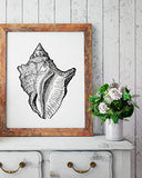 Panorama Poster Coquillage Noir et Blanc 35x50cm - Imprimée sur Poster de Haute qualité de 250gr - Tableau - Décoration Murale - Affiche - Tableau Moderne pour la Maison