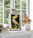 American White Pelican by John Audubon Bird Poster Bird Print Bird Decor Wildlife Kitchen Print Wildlife Illustration Pelican Print (40cm x 50cm)
