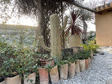 Cactus de Esparto pleita tressée à la main – Figurine de décoration pour tout intérieur ou extérieur, fabriquée en Espagne (145)