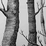 Wanjorlay Papier Peint Arbre de Bouleau Blanc Noir pour Chambre à Coucher Design Moderne Papier Peint Rouleau Papier Peint Bois ForêT Rustique