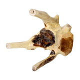 Brillibrum Racine Table en Teck - Table en Un Seul Morceau - Très Massif et Un Absolu Unique - Fleur de Fleurs Tabouret Tabouret Table Basse - Une Idée de Cadeau Bois Bois Massif